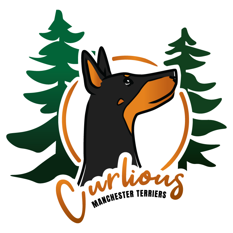 Logo for Curlious Manchester Terriers showing an illustrated black and tan Manchester Terrier framed by an orange circle and evergreen trees.