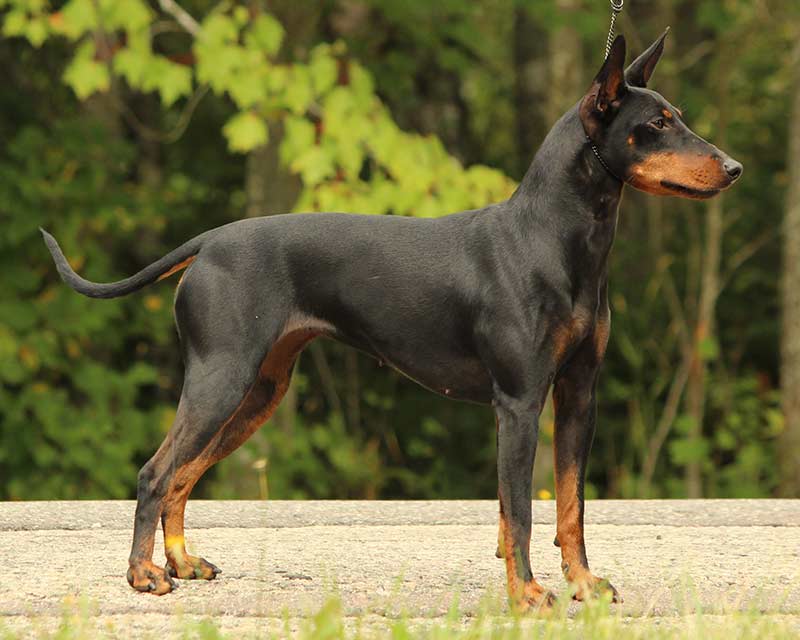Alibi at 21 months old | BPISS CH Curlious I Rest My Case RN VN NTD