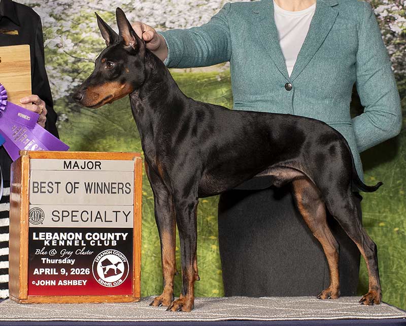 Blitzø | RBIS CH Curlious Devil's Advocate RN TDCH NS CA VN IBRH IBAR SD-A RAT | Win Photo from his 5pt Specialty Major, Ms Edweena (Teddy) McDowell, AMTC District 2 specialty