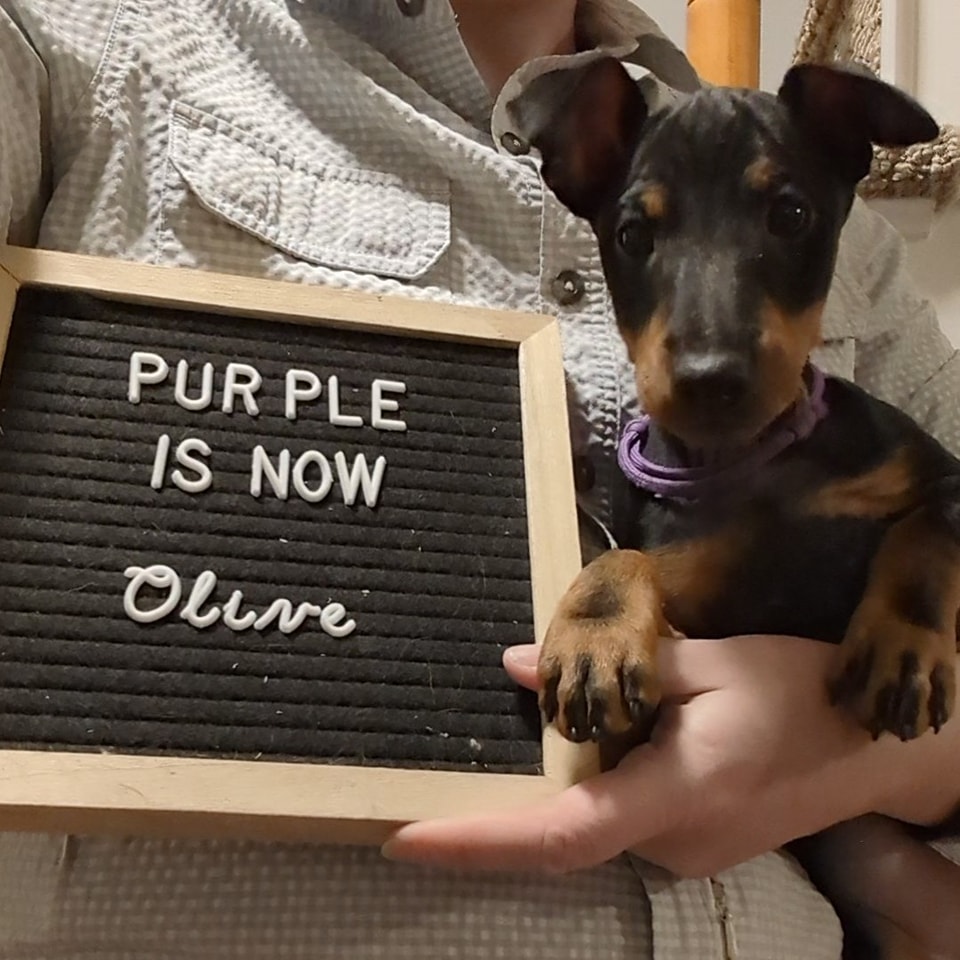 Purple is now Olive, Curlious Greasin' The Wheels
