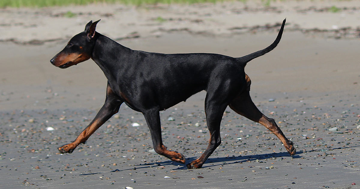 Rey gaiting on a beach